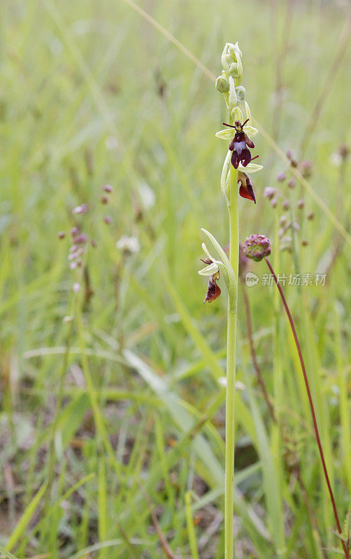 蝇兰(Ophrys insect fera)